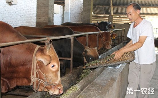 3、一公斤育肥牛西門塔爾日飼料成本是多少