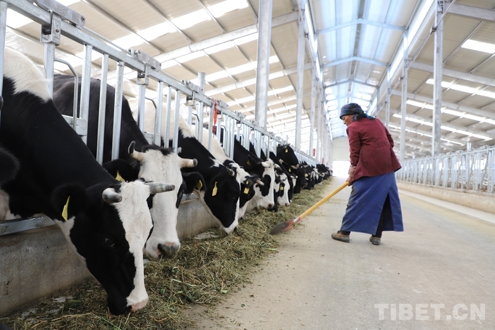 4、奶牛飼料品牌