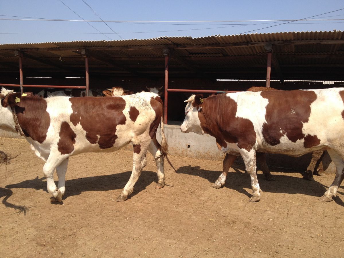 揭陽架子牛育肥飼料廠