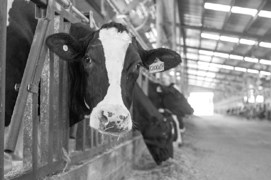 1、奶牛各階段飼料配方