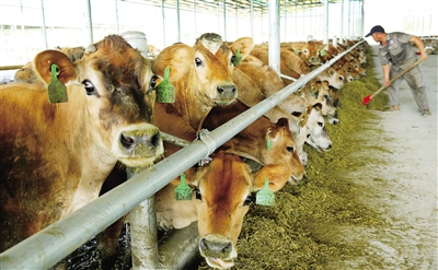 2、奶牛各階段飼料配方